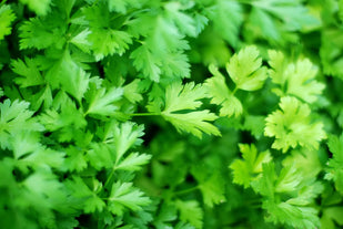 Organic Parsley