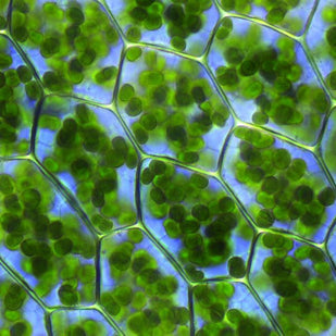 Chlorophyll