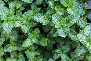 Organic Mint
